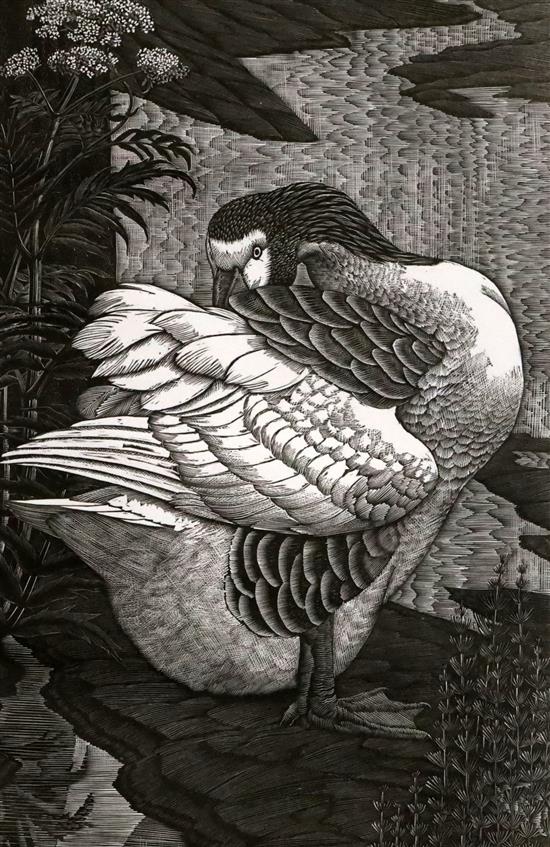 Charles Frederick Tunnicliffe, (1901-1979) three engravings, Studies of birds from the Limited Edition Memorial Collection, cockatoo, g